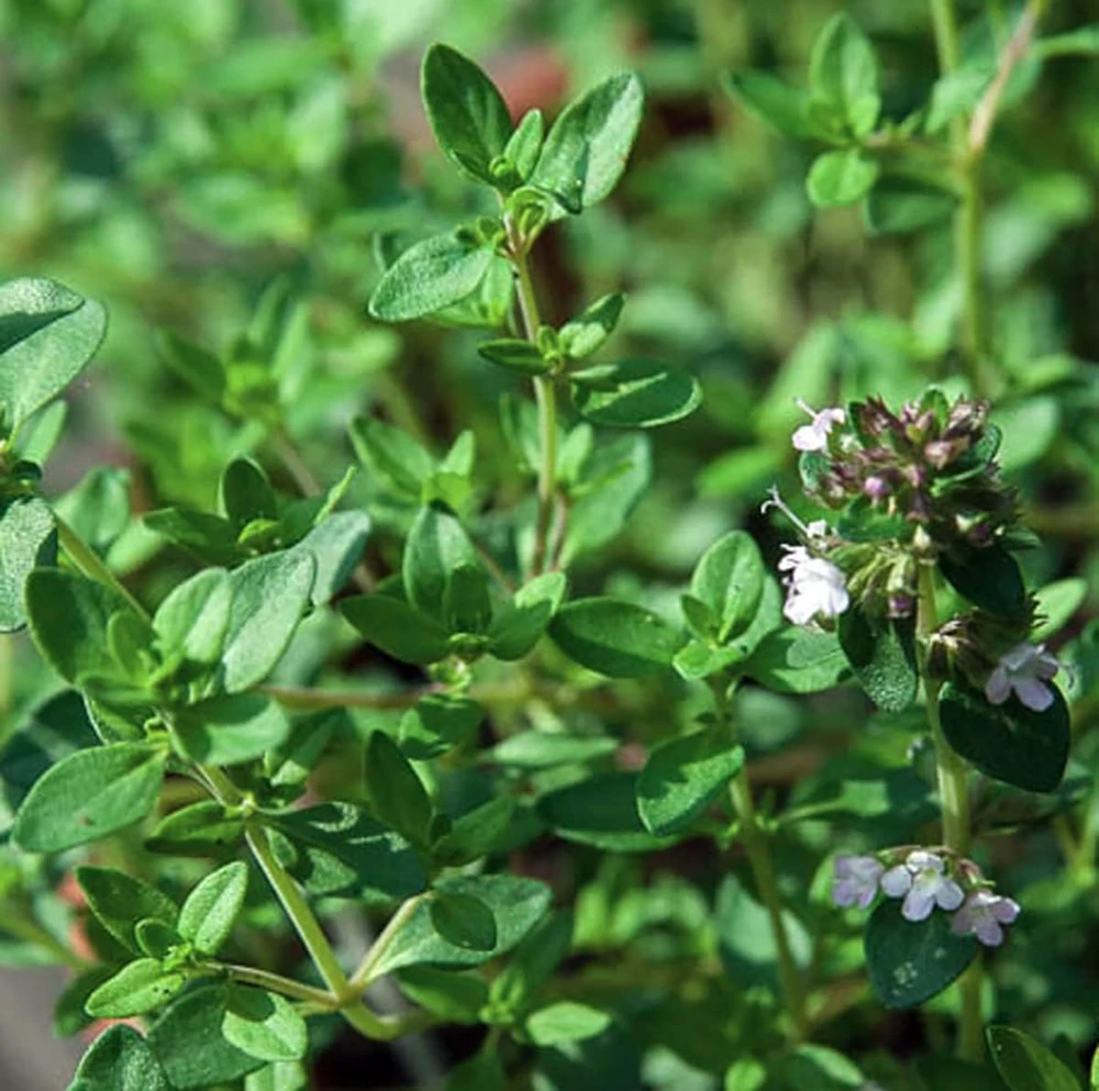 Lemon Thyme Live Plant - 3" Pot - Fragrant Culinary Herb for Garden & Kitchen - Image 3