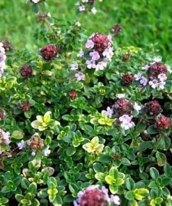 Lemon Thyme Live Plant - 3