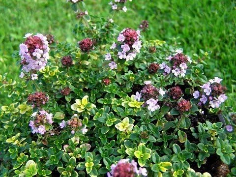 Lemon Thyme Live Plant - 3" Pot - Fragrant Culinary Herb for Garden & Kitchen - Image 4