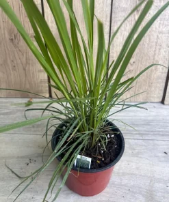 Lemongrass , Cymbopogon citratus, in 5