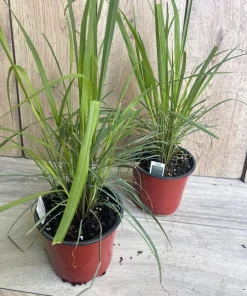 Lemongrass , Cymbopogon citratus, in 5