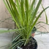 Lemongrass , Cymbopogon citratus, in 5" Pot, Lemon Grass - Image 1