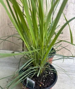 Lemongrass , Cymbopogon citratus, in 5