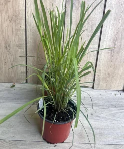 Lemongrass , Cymbopogon citratus, in 5