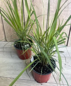 Lemongrass , Cymbopogon citratus, in 5