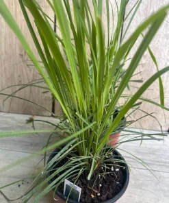Lemongrass , Cymbopogon citratus, in 5