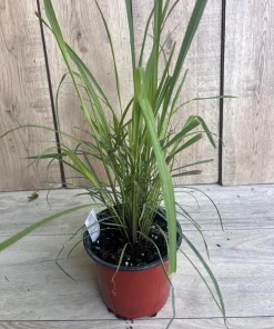 Lemongrass , Cymbopogon citratus, in 5