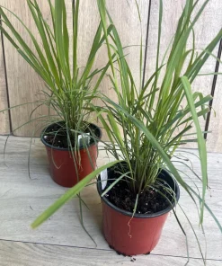Lemongrass , Cymbopogon citratus, in 5