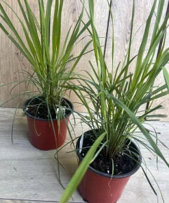 Lemongrass , Cymbopogon citratus, in 5