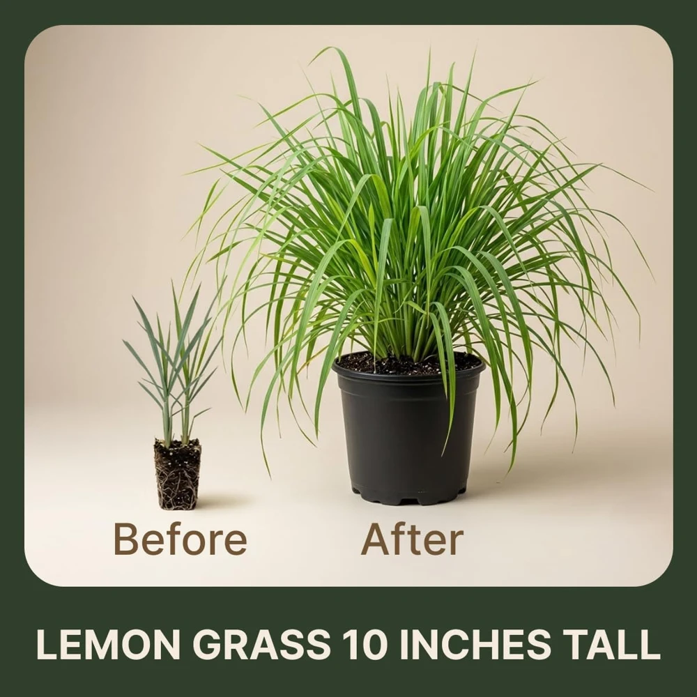 Lemongrass Live Plant - 2 Pack, 4-6 Inch Tall, Fragrant Herb for Indoor & Outdoor - Image 3