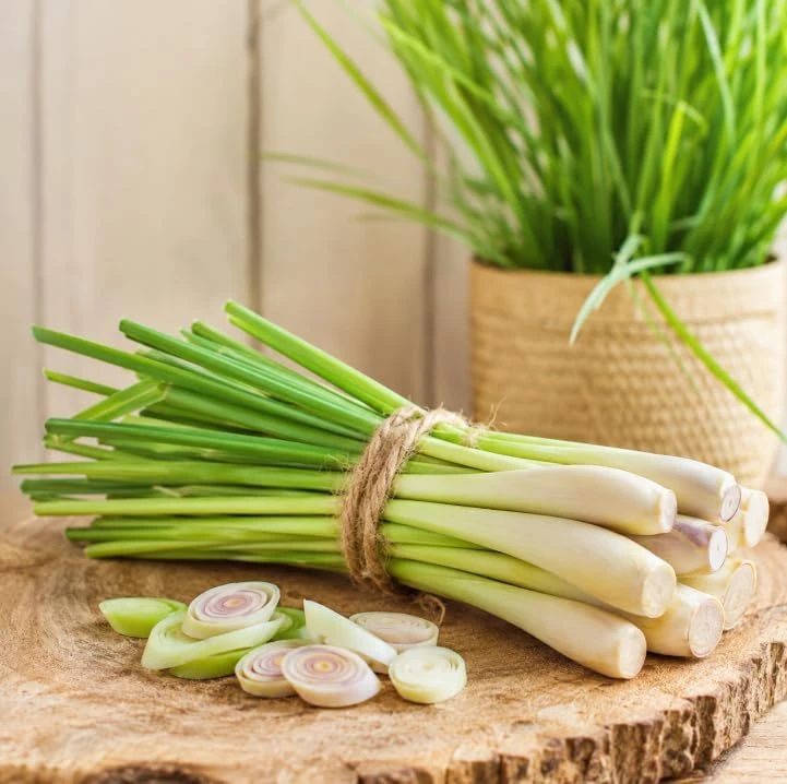 Lemongrass Live Plant - 2 Pack, 4-6 Inch Tall, Fragrant Herb for Indoor & Outdoor - Image 4
