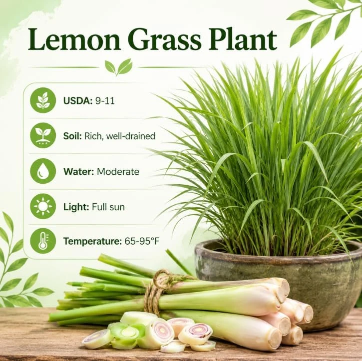 Lemongrass Live Plant - 2 Pack, 4-6 Inch Tall, Fragrant Herb for Indoor & Outdoor - Image 5