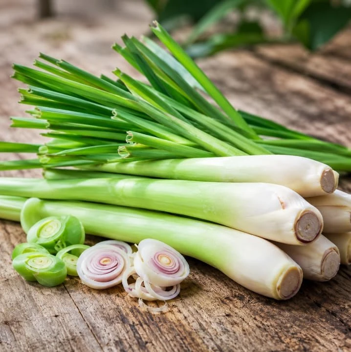 Lemongrass Live Plant - 2 Pack, 4-6 Inch Tall, Fragrant Herb for Indoor & Outdoor - Image 6