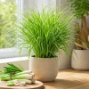 Lemongrass Live Plant - 2 Pack, 4-6 Inch Tall, Fragrant Herb for Indoor & Outdoor - Image 1