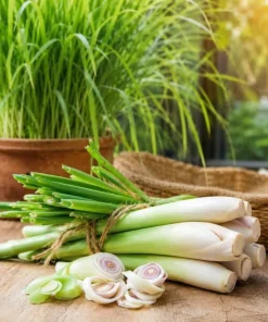Lemongrass Live Plants (2 Pots), 4-6 Inch Tall, Fragrant Herb for Indoor & Outdoor Gardens - Image 2