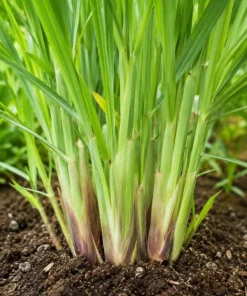 Lemongrass Live Plants (2 Pots), 4-6 Inch Tall, Fragrant Herb for Indoor & Outdoor Gardens - Image 5