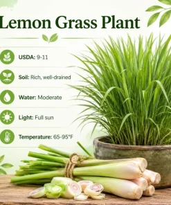 Lemongrass Live Plants (2 Pots), 4-6 Inch Tall, Fragrant Herb for Indoor & Outdoor Gardens - Image 6