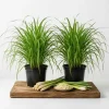Lemongrass Live Plants (2 Pots), 4-6 Inch Tall, Fragrant Herb for Indoor & Outdoor Gardens - Image 1