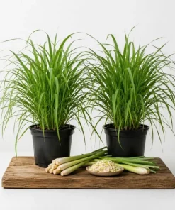 Lemongrass Live Plants (2 Pots), 4-6 Inch Tall, Fragrant Herb for Indoor & Outdoor Gardens - Image 1