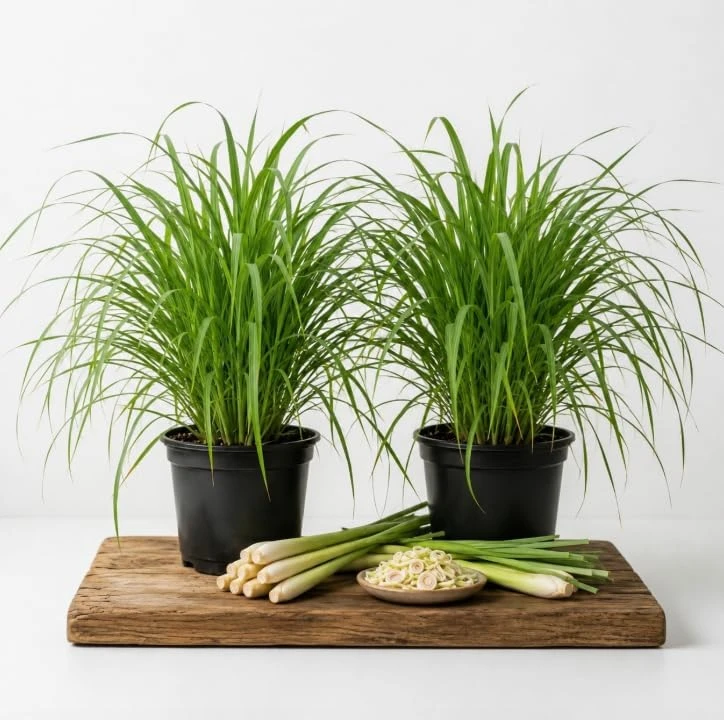 Lemongrass Live Plants (2 Pots), 4-6 Inch Tall, Fragrant Herb for Indoor & Outdoor Gardens - Image 1