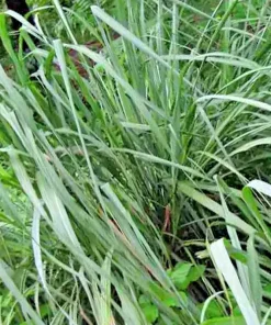 Lemongrass Seeds - 200+ Fresh Non-GMO Cymbopogon Flexuosus Herb Seeds - Image 2