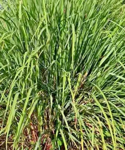 Lemongrass Seeds - 200+ Fresh Non-GMO Cymbopogon Flexuosus Herb Seeds - Image 3