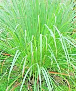 Lemongrass Seeds - 200+ Fresh Non-GMO Cymbopogon Flexuosus Herb Seeds - Image 1