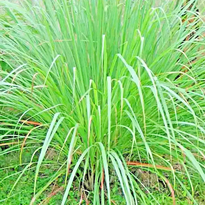 Lemongrass Seeds - 200+ Fresh Non-GMO Cymbopogon Flexuosus Herb Seeds - Image 1