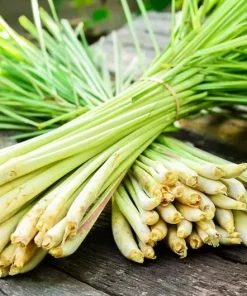 Lemongrass Seeds - 400+ Aromatic Herb Seeds | Non-GMO Cymbopogon Spreng. for Indoor/Outdoor Planting - Image 2