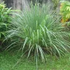 Lemongrass Seeds - 400+ Aromatic Herb Seeds | Non-GMO Cymbopogon Spreng. for Indoor/Outdoor Planting - Image 1
