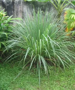 Lemongrass Seeds - 400+ Aromatic Herb Seeds | Non-GMO Cymbopogon Spreng. for Indoor/Outdoor Planting - Image 1