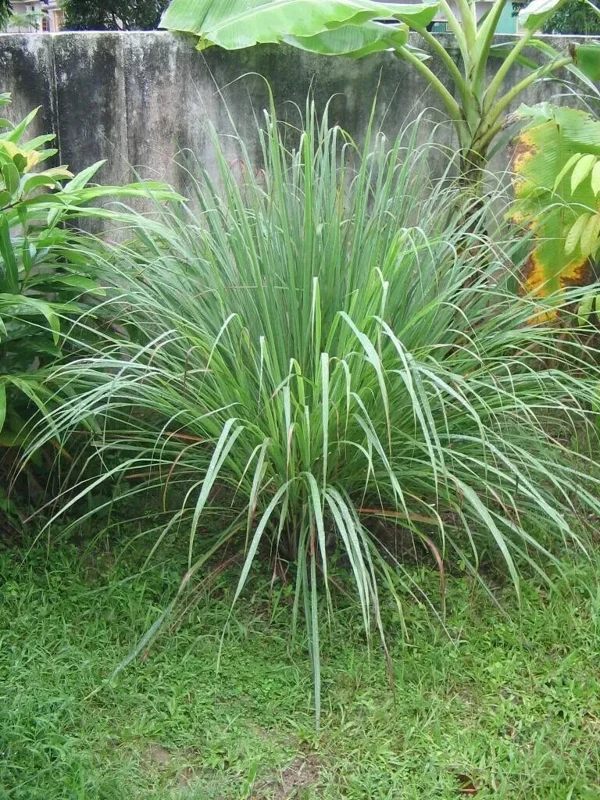 Lemongrass Seeds - 400+ Aromatic Herb Seeds | Non-GMO Cymbopogon Spreng. for Indoor/Outdoor Planting - Image 1