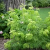 Lemony Lace Elderberry Live Plant – Sambucus racemosa – 4 inch Pot – Outdoor Shrub - Image 1