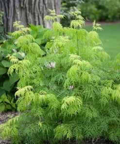 Lemony Lace Elderberry Live Plant – Sambucus racemosa – 4 inch Pot – Outdoor Shrub - Image 1