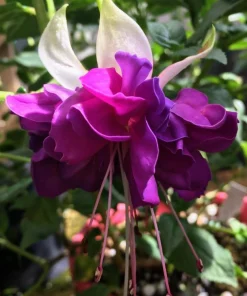 Lena Fuchsia Live Plant - 2 Pack, Pink & Purple Flowers, 5