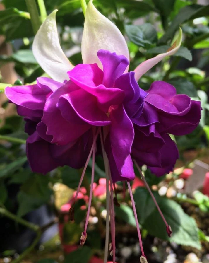 Lena Fuchsia Live Plant - 2 Pack, Pink & Purple Flowers, 5" Pot, Shade - Image 2