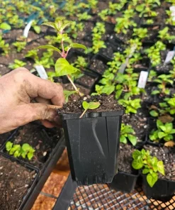 Lena Fuchsia Live Plant - 2 Pack, Pink & Purple Flowers, 5