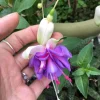 Lena Fuchsia Live Plant - 2 Pack, Pink & Purple Flowers, 5" Pot, Shade - Image 1