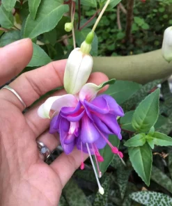 Lena Fuchsia Live Plant - 2 Pack, Pink & Purple Flowers, 5