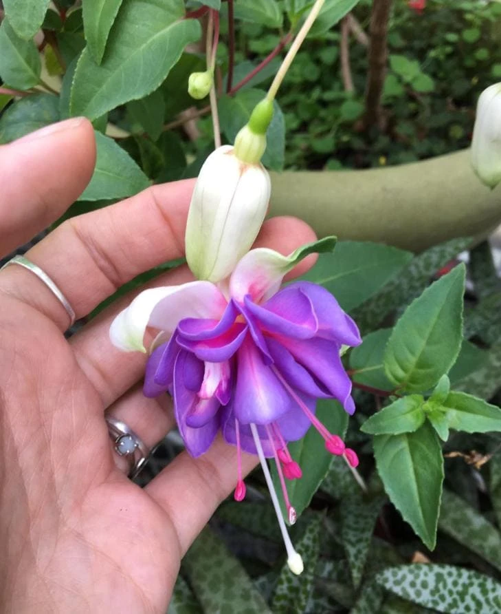 Lena Fuchsia Live Plant - 2 Pack, Pink & Purple Flowers, 5" Pot, Shade - Image 1