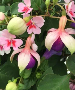 Lena Fuchsia Live Plant - Pink Purple Flowering Ornamental, 5