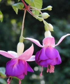 Lena Fuchsia Live Plant - Pink Purple Flowering Ornamental, 5