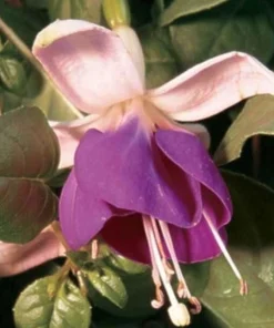 Lena Fuchsia Live Plant - Pink Purple Flowering Ornamental, 5