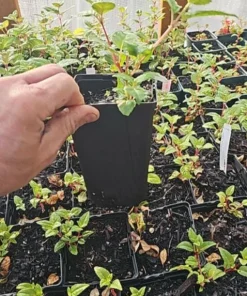 Lena Fuchsia Live Plant - Pink Purple Flowering Ornamental, 5