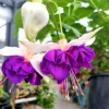 Lena Fuchsia Live Plant - Pink Purple Flowering Ornamental, 5" Pot, Shade Loving - Image 1