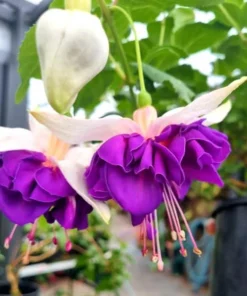 Lena Fuchsia Live Plant - Pink Purple Flowering Ornamental, 5