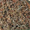 Lentil Sprouting Seeds - 30 Grams - Tasty Nutty Flavor - Grow Your Own Sprouts - Image 1