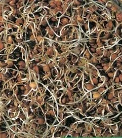 Lentil Sprouting Seeds - 30 Grams - Tasty Nutty Flavor - Grow Your Own Sprouts - Image 1