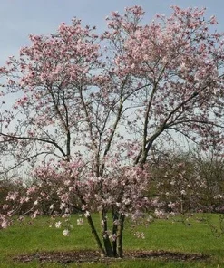 Leonard Messel Magnolia Tree - 4 inch Pot - Live Outdoor Flowering Tree - Image 2
