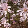 Leonard Messel Magnolia Tree - 4 inch Pot - Live Outdoor Flowering Tree - Image 1